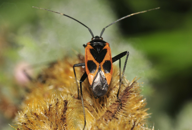 Miridae:  Calocoris nemoralis f. confluens  dalla Grecia